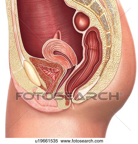 Stock Photography - Female reproductive system, illustration. Fotosearch