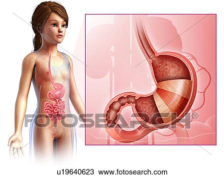 Stock Image - Female stomach anatomy, illustration. Fotosearch