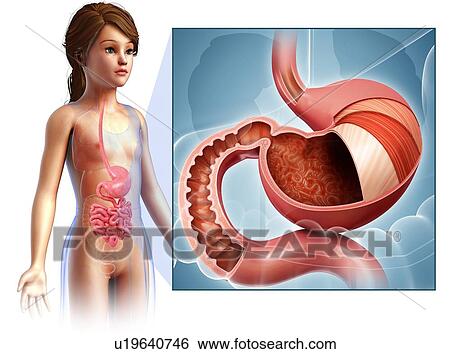 Female stomach anatomy, illustration View Large Photo Image Stock Photograph - Female stomach anatomy, illustration. Fotosearch