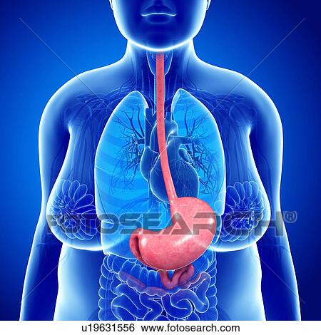Female stomach, illustration View Large Photo Image Stock Photograph - Female stomach, illustration. Fotosearch