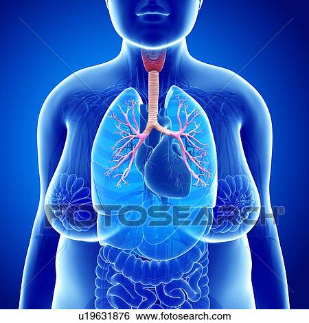 Female thyroid, illustration View Large Photo Image Stock Photograph - Female thyroid, illustration. Fotosearch