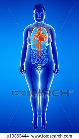 Female vascular system, illustration View Large Photo Image Picture - Female vascular system, illustration. Fotosearch