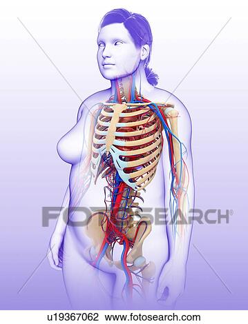 Stock Image - Female vascular system, illustration. Fotosearch
