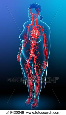 Stock Photo - Female vascular system, illustration. Fotosearch