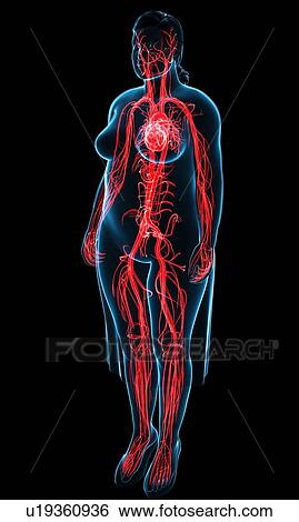 Female vascular system, illustration View Large Photo Image Stock Photograph - Female vascular system, illustration. Fotosearch