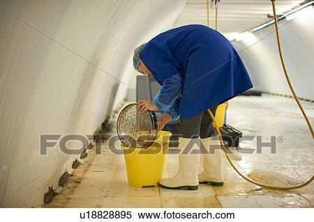 Female worker cleaning equipment in underground tunnel nursery, London, UK View Large Photo Image Stock Photography - Female worker cleaning equipment in underground tunnel nursery, London, UK. Fotosearch