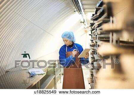 Stock Photo - Female worker updating digital tablet in underground tunnel seed tray nursery, London, UK. Fotosearch