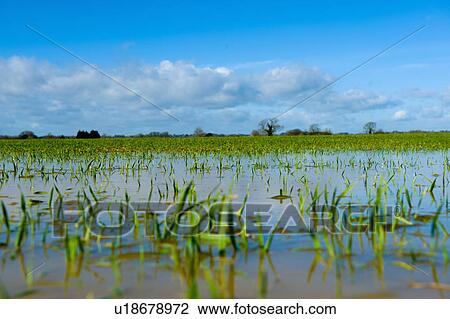 Field with flooded spring crop View Large Photo Image Stock Image - Field with flooded spring crop. Fotosearch