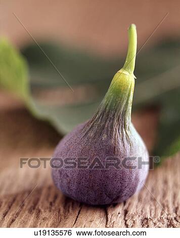 Stock Photograph - Fig, close-up. Fotosearch