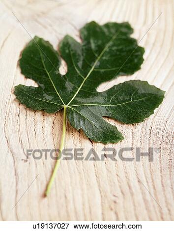 Stock Photo - Fig leaf on wooden surface, close-up. Fotosearch
