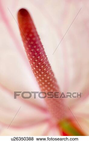 Stock Photo - Flamingo flower (Anthurium sp. ). Fotosearch