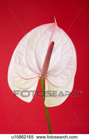 Stock Photography - Flamingo flower (Anthurium sp. ). Fotosearch