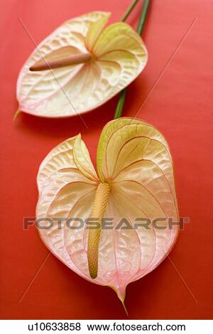 Stock Photo - Flamingo flowers (Anthurium sp. ). Fotosearch