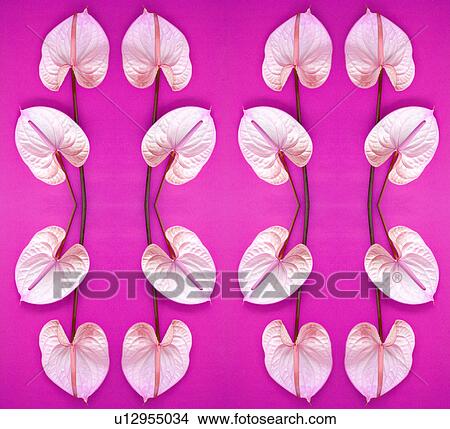 Flamingo flowers View Large Photo Image Picture - Flamingo flowers. Fotosearch