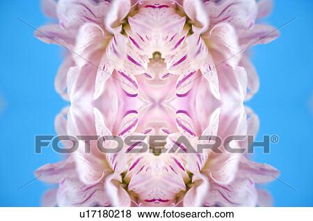 Stock Photo - Flower. Fotosearch
