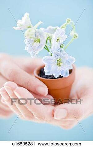 Flowering plant in a pot View Large Photo Image Stock Image - Flowering plant in a pot. Fotosearch