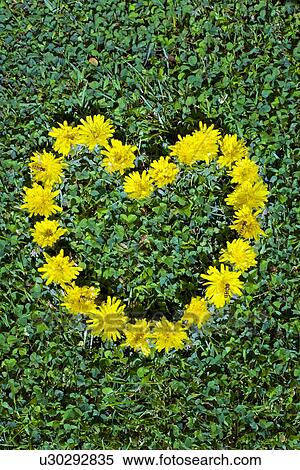 Stock Photography - Flowers in a heart shape. Fotosearch
