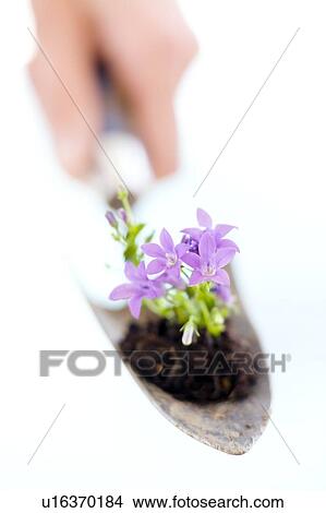 Picture - Flowers in a trowel. Fotosearch