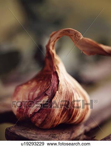 Stock Photo - Food ingredients, organic purple garlic bulb. Fotosearch