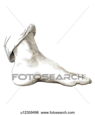 Stock Photograph - Foot, artwork. Fotosearch