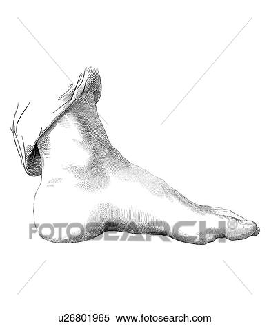 Stock Photography - Foot, artwork. Fotosearch