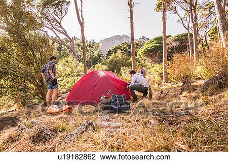 Stock Image - Four men putting up dome tent in forest, Deer Park, Cape Town, South Africa. Fotosearch