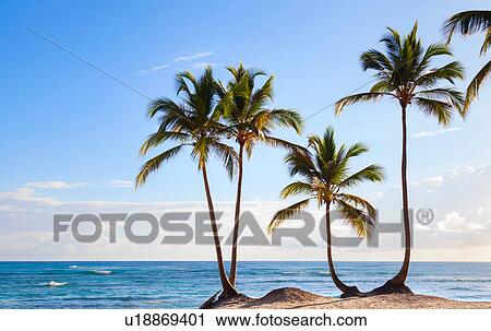 Stock Image - Four palm tree's on beach, Dominican Republic, The Caribbean. Fotosearch