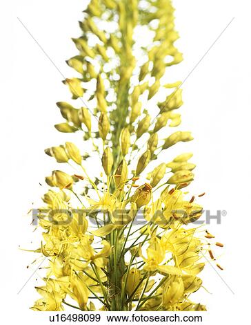 Stock Photo - Foxtail lily (Eremurus bungei). Fotosearch