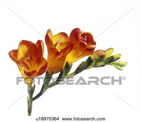 Picture - Freesia (Freesia sp. ). Fotosearch