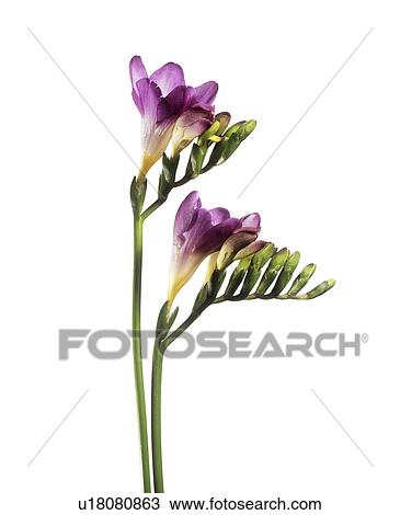 Stock Image - Freesia (Freesia sp. ). Fotosearch