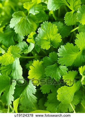 Fresh coriander, close-up View Large Photo Image Stock Photo - Fresh coriander, close-up. Fotosearch