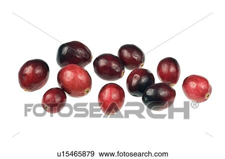 Stock Photo - Fresh cranberries. Fotosearch