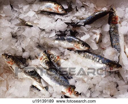 Stock Photo - Fresh sardines in ice, close-up. Fotosearch