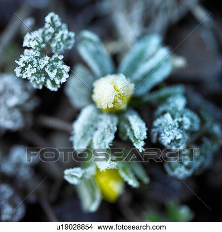 Full frame close up of frost on crocus View Large Photo Image Picture - Full frame close up of frost on crocus. Fotosearch