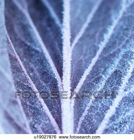 Stock Photograph - Full frame close up of frost on purple leaf. Fotosearch