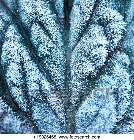 Stock Photo - Full frame close up of frost on textured leaf. Fotosearch