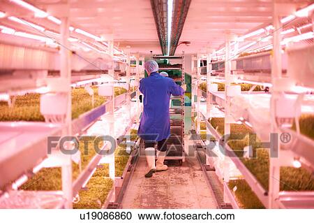 Stock Image - Full length rear view of worker pushing trolley through artificial light growing room. Fotosearch