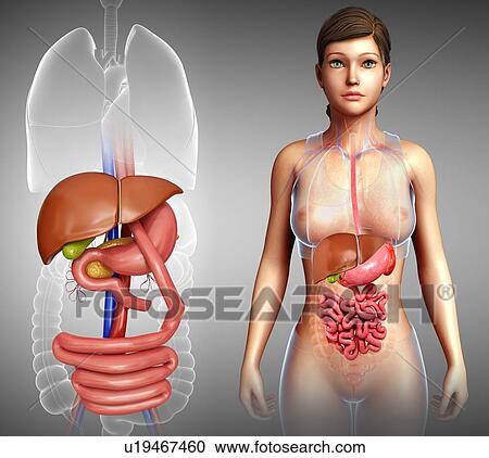 Stock Image - Gastric bypass, illustration. Fotosearch