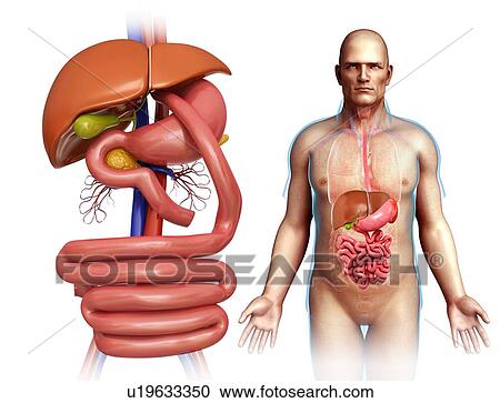 Gastric bypass, illustration View Large Photo Image Stock Image - Gastric bypass, illustration. Fotosearch