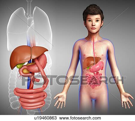 Gastric bypass in a child, illustration View Large Photo Image Stock Image - Gastric bypass in a child, illustration. Fotosearch