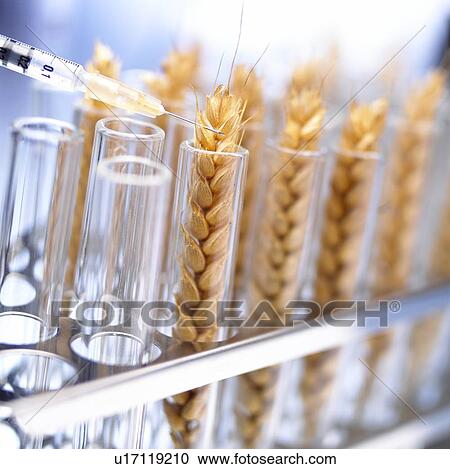 Stock Image - Genetically modified wheat. Fotosearch