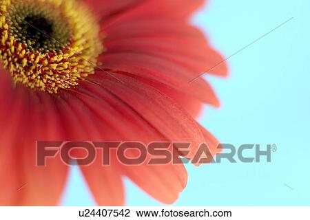 Stock Image - Gerbera flower. Fotosearch
