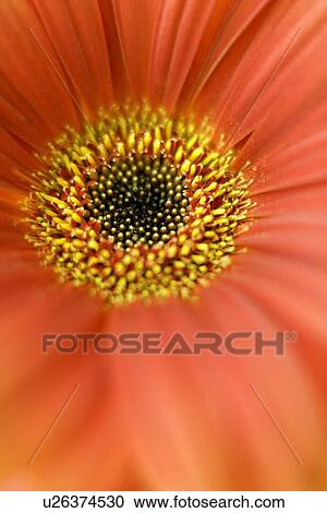 Stock Image - Gerbera flower. Fotosearch