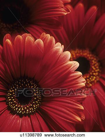 Stock Photo - Gerbera flowers. Fotosearch