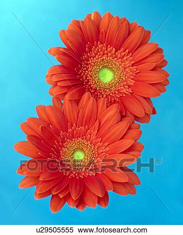 Gerbera flowers View Large Photo Image Stock Photography - Gerbera flowers. Fotosearch