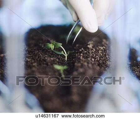 Stock Photo - GM wheat. Fotosearch