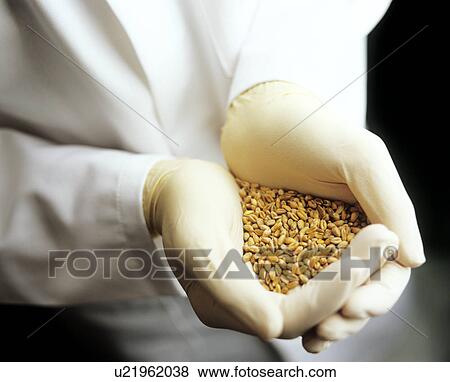GM wheat View Large Photo Image Stock Photo - GM wheat. Fotosearch