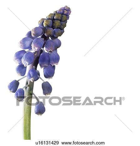 Stock Photo - Grape hyacinth (Muscari armeniacum). Fotosearch