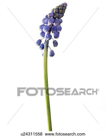 Grape hyacinth (Muscari armeniacum) View Large Photo Image Stock Photo - Grape hyacinth (Muscari armeniacum). Fotosearch