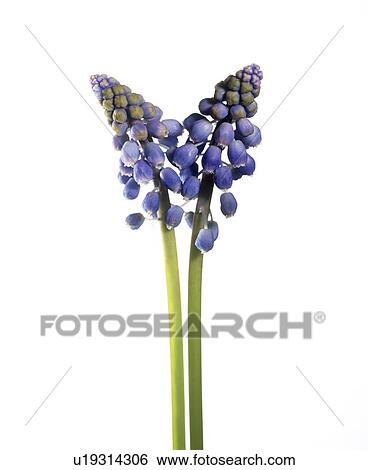 Stock Photograph - Grape hyacinth (Muscari armeniacum). Fotosearch
